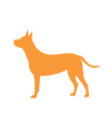 Cão
